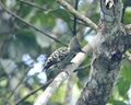 Grey and buff woodpecker - female.jpg