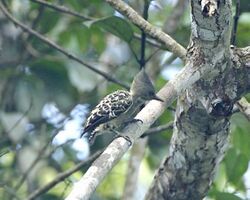 Grey and buff woodpecker - female.jpg