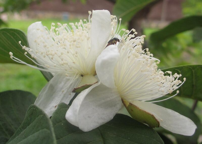 File:Guava flowers (6700015761).jpg
