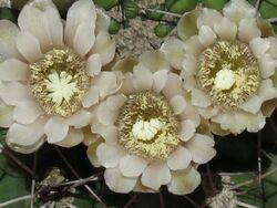 Gymnocalycium saglionis 9.JPG