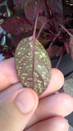 H phyllostachya dark underside.jpg