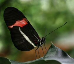 Heliconius erato Richard Bartz.jpg