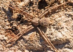 Homalonychus theologus, penultimate male (F Homalonychidae) (4301703298).jpg