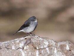 Idiopsar erythronotus - White-throated Sierra-Finch (cropped).jpg