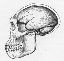 1922 reconstruction of a Java Man skull, due to Trinil 2 being only a cranium, Dubois who believed Java man was transitional between apes and humans, drew the reconstruction with an ape-like jaw but a brain larger than apes'