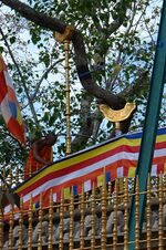 Jaya Sri Maha Bodhi.jpg