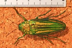 Jewel Beetle (Pseudotaenia frenchi) (8227731666).jpg