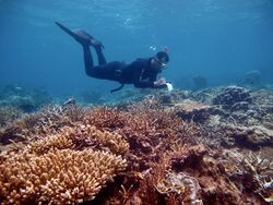 Karimunjawa shallow reef.jpg