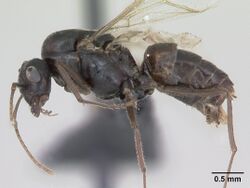 Lasius platythorax casent0172749 profile 1.jpg