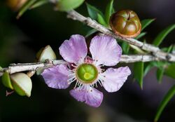 Leptospermum squarrosum.jpg