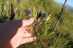 Leucadendron spissifolium phillipsii 15502326.jpg