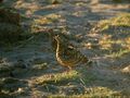 Lichtenstein's sandgrouse Loyangalani.jpg