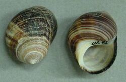Two shells of the common periwinke Littorina littorea
