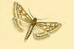 Loxostege clathralis.JPG