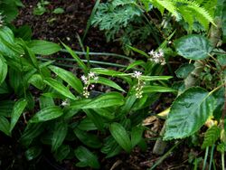 Maianthemum scilloideum roseum BSWJ 10335 - Flickr - peganum.jpg