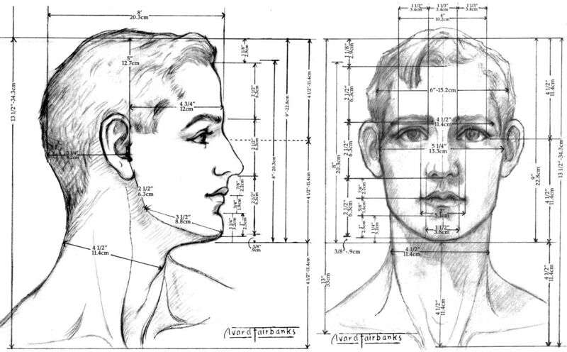 File:Male Head proportions.jpg