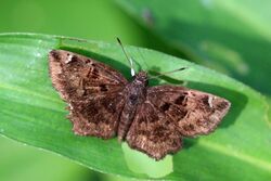 Marbled elf (Eretis djaelaelae).jpg