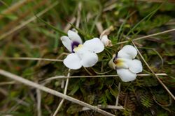 Mazus radicans.jpg