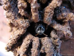 Melipona quadrifasciata nest guard.jpg