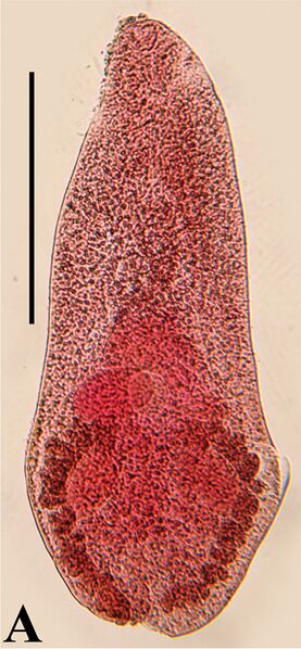 File:Microphallus nicolli (10.3897-zse.92.8256) Figure 1 (cropped).jpg