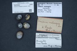 Naturalis Biodiversity Center - ZMA.MOLL.313047 - Neritina meleagris Lamarck, 1822 - Neritidae - Mollusc shell.jpeg