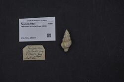 Naturalis Biodiversity Center - ZMA.MOLL.355977 - Peristernia sulcata (Gray, 1839) - Fasciolariidae - Mollusc shell.jpeg