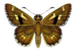 Neohesperilla xiphiphora (ento-csiro-au).jpg