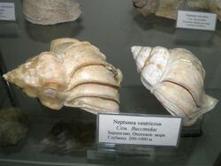 Neptunea ventricosa in Oceanarium of Vladivostok.jpg