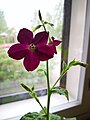 Nicotiana 'Perfume Deep Purple'.jpg