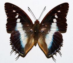 Nymphalid Butterfly (Charaxes andara) (8350753232).jpg