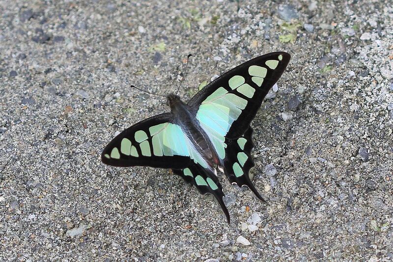 File:Open wing of Graphium cloanthus Westwood, 1841 – Glassy Bluebottle March 2016 Jayanti BTR (2).jpg