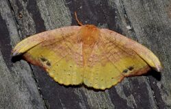 Oreta rosea - Rose Hooktip Moth (14935894567).jpg