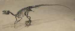 Ornitholestes Royal Tyrrell 2.jpg