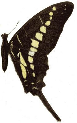 Papilio nigrescens seitz.JPG