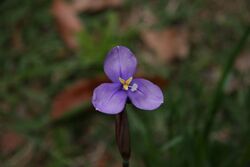 Patersonia fragilis.jpg