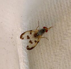 Picture-winged Fly. Palloptera sp - Flickr - gailhampshire.jpg