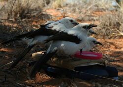 Pied babbler group.jpg