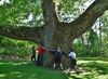 Pinchot Sycamore - sycamore tree in Simsbury, Connecticut, May 2015.jpg