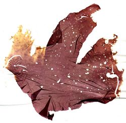 Porphyra purpurea herbarium sheet