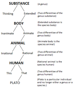 Porphyrian Tree.png