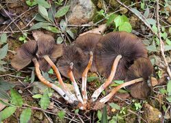 Psilocybe.caerulescens.Jalisco.jpg