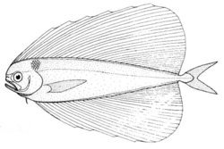 Pteraclis velifera (Spotted fanfish).gif