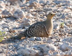 Pterocles namaqua -Kalahari-8-4c.jpg