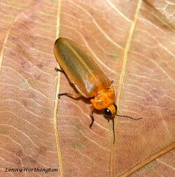 Pteroptyx valida (Olivier, 1909) Lightning Bug 14 mm Lampyridae (20754785916).jpg
