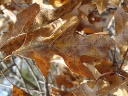 Brown winter leaves on Georgia oak