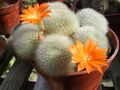 Rebutia muscula.JPG