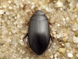 Rhantus grapii (Dytiscidae) - (female imago), Buren (Gld.), the Netherlands.jpg