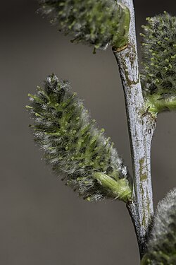Salix irrorata.jpg