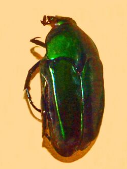 Scarabaeidae - Ischiopsopha plana.JPG