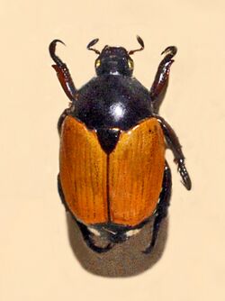 Scarabaeidae - Popillia bipunctata.JPG